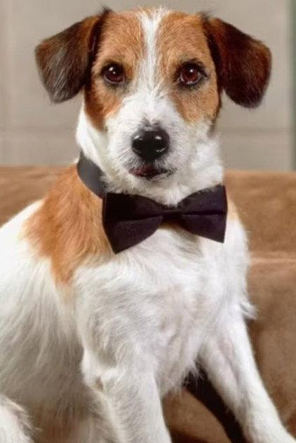 Moose - Actor Profile Photo