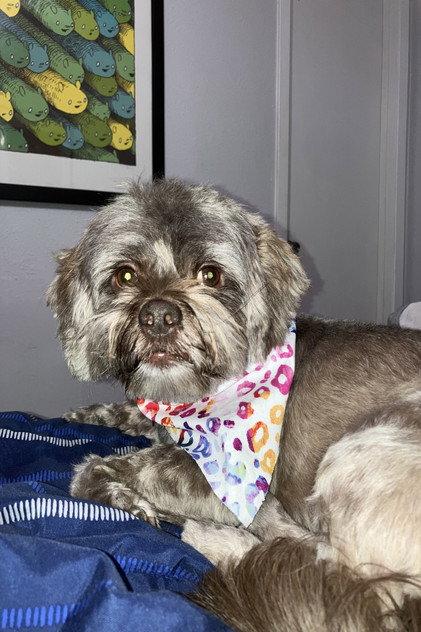 Cooper - Actor Profile Photo