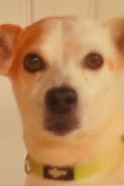 Toby - Actor Profile Photo