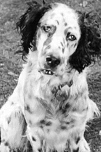 Banjo - Actor Profile Photo