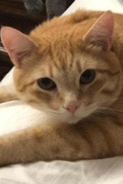 Garfield the Cat - Actor Profile Photo