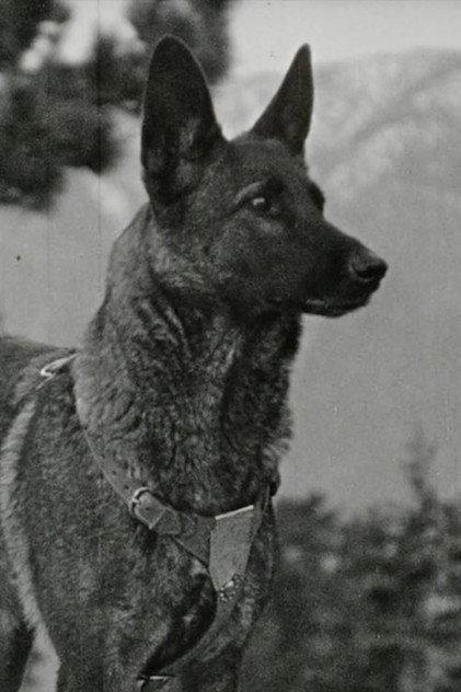 Klondike the Dog - Actor Profile Photo