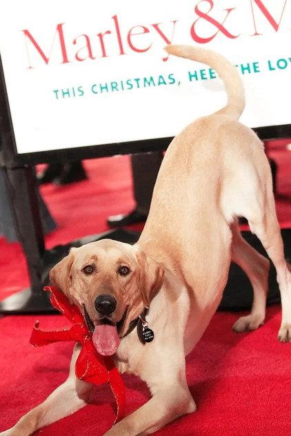 Clyde the Dog - Actor Profile Photo