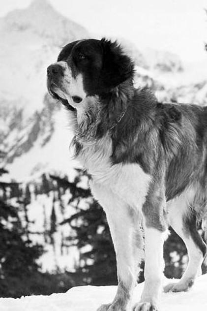 Buck - Actor Profile Photo