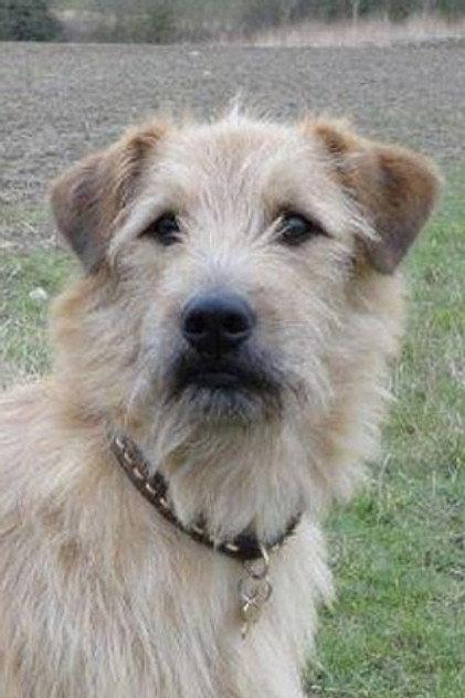 Barley - Actor Profile Photo