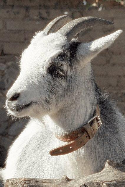 Melvin - Actor Profile Photo