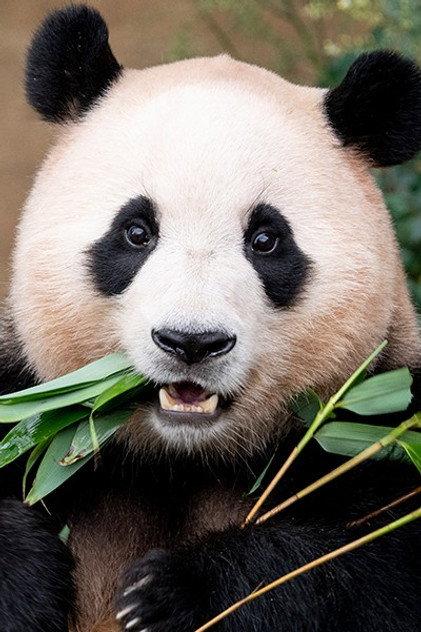 Fu Bao - Actor Profile Photo