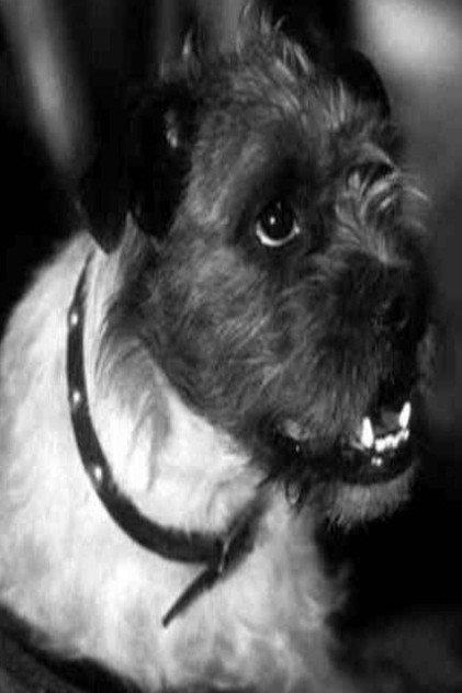 Zero the Dog - Actor Profile Photo