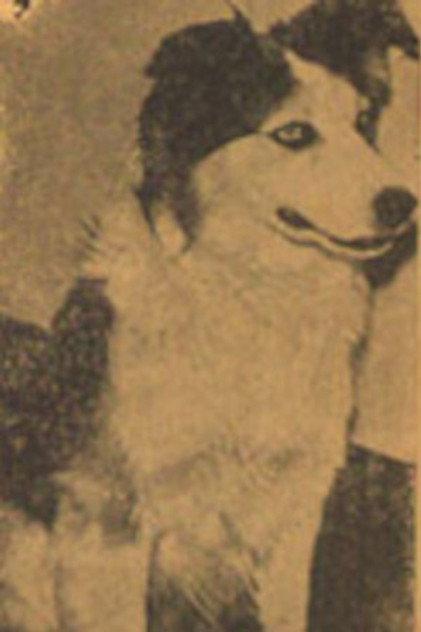 Tuffy - Actor Profile Photo