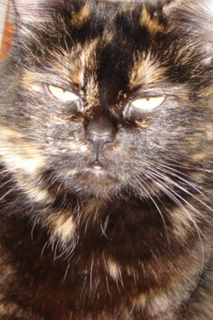 Gojira Cat - Actor Profile Photo
