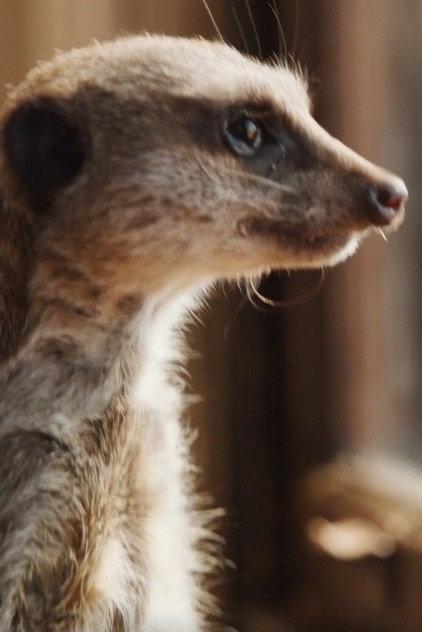 Elvis the Meerkat - Actor Profile Photo