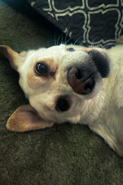 Daisy - Actor Profile Photo