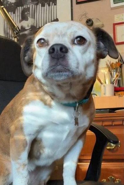 Dorothy the Dog - Actor Profile Photo