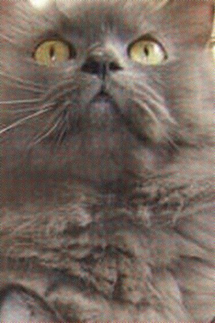 Monstro Cat - Actor Profile Photo