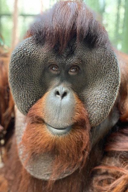 Sam the Orangutan - Actor Profile Photo