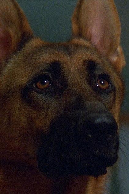 Primo the Dog - Actor Profile Photo