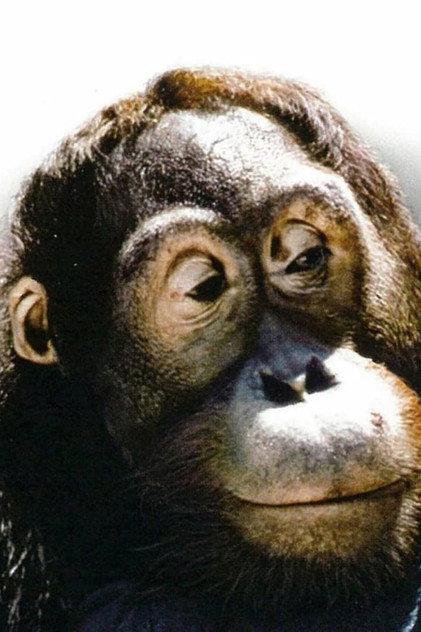 Manis - Actor Profile Photo