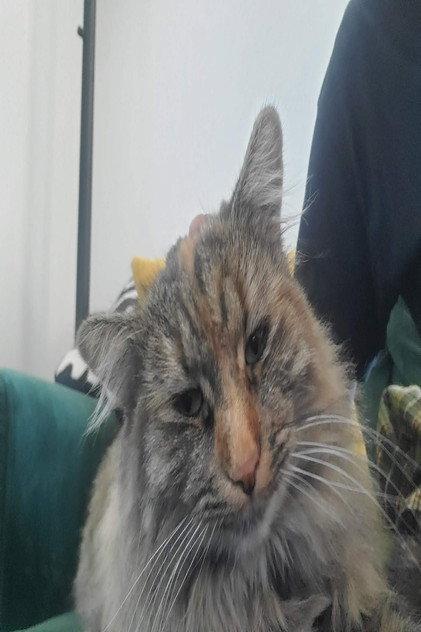 Penny the Cat - Actor Profile Photo