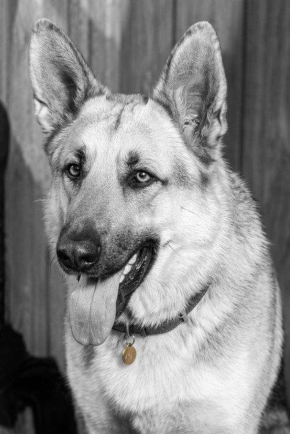 Ace the Wonder Dog - Actor Profile Photo