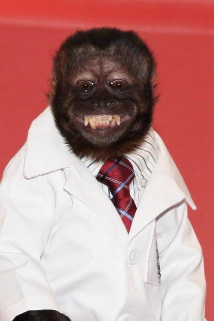 Crystal the Monkey - Actor Profile Photo