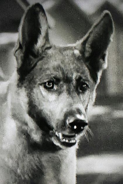 Grey Shadow - Actor Profile Photo