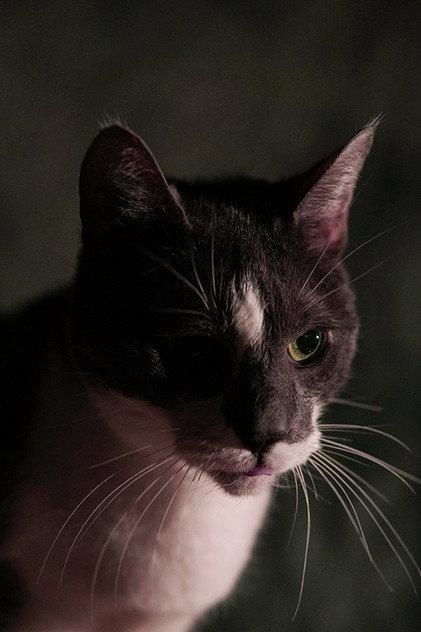 Kitty - Actor Profile Photo