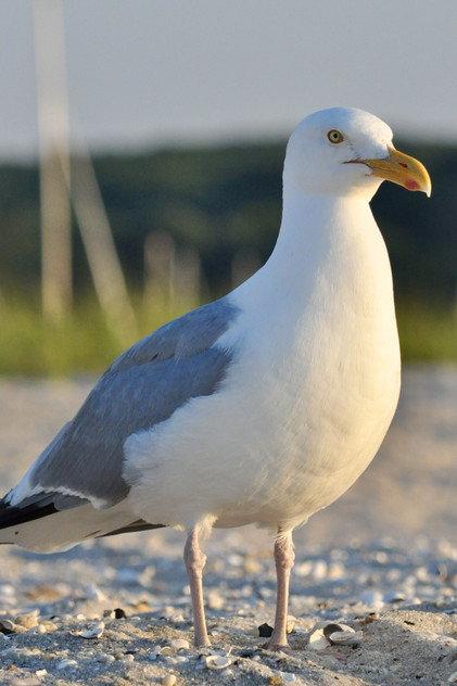 seagull - Actor Profile Photo