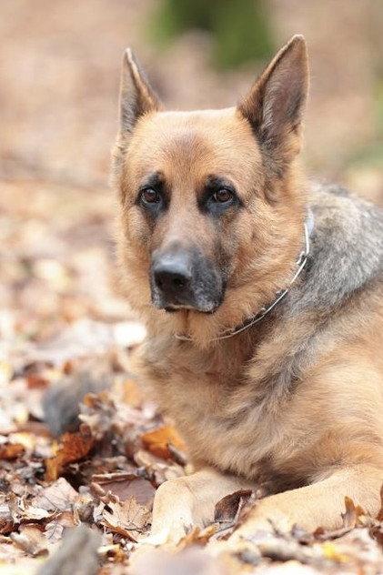 Indi - Actor Profile Photo