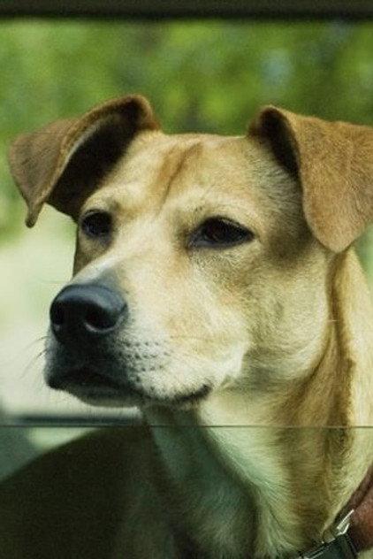Lucy the Dog - Actor Profile Photo
