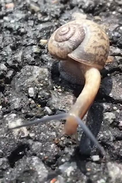 Snail - Actor Profile Photo