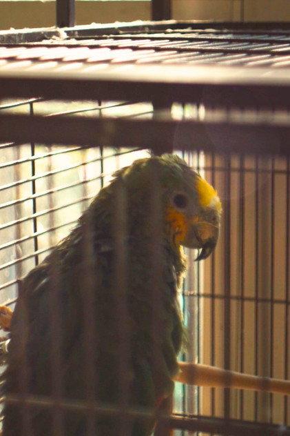 Charlie The Parrot - Actor Profile Photo