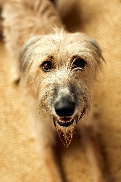 Rosie the Lurcher - Actor Profile Photo