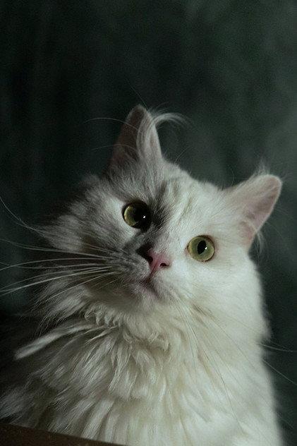 Coco - Actor Profile Photo
