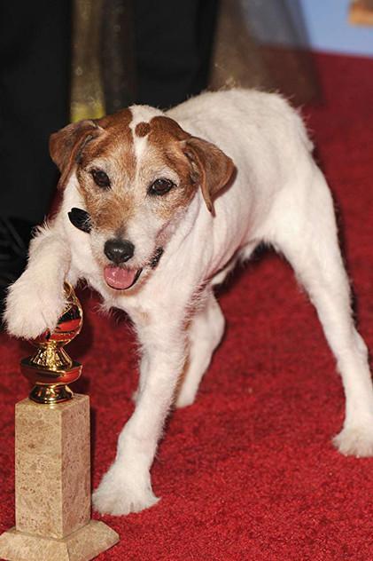 Uggie - Actor Profile Photo