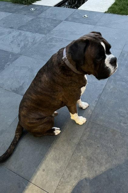 Mr Darcy - Actor Profile Photo