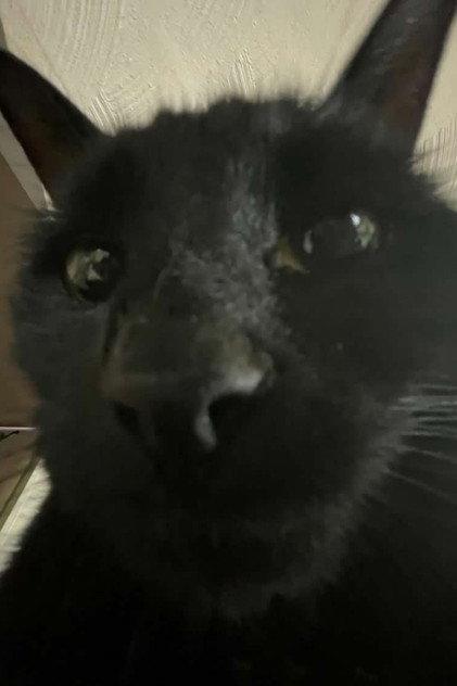Bagherra The Cat - Actor Profile Photo