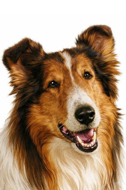 Lassie - Actor Profile Photo