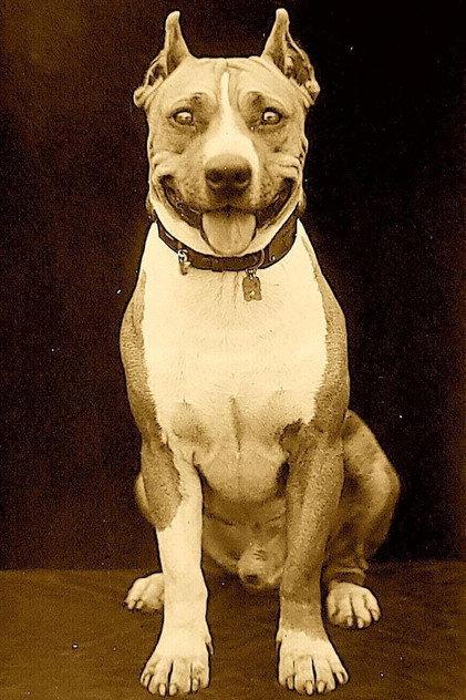 Luke the Dog - Actor Profile Photo