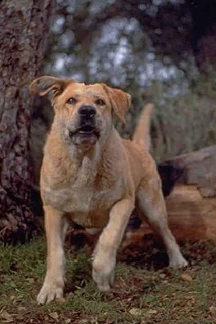 Spike - Actor Profile Photo