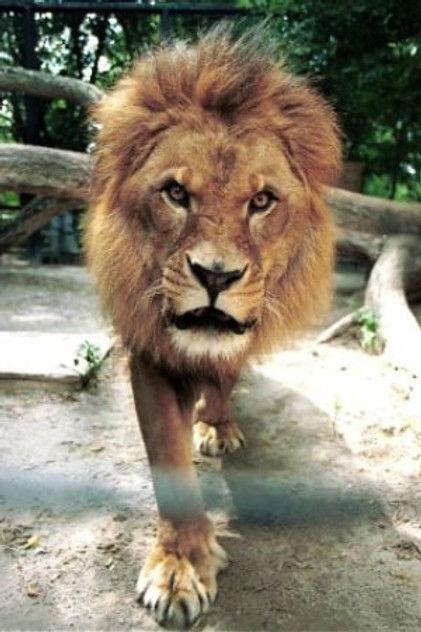 Caesar the Lion - Actor Profile Photo