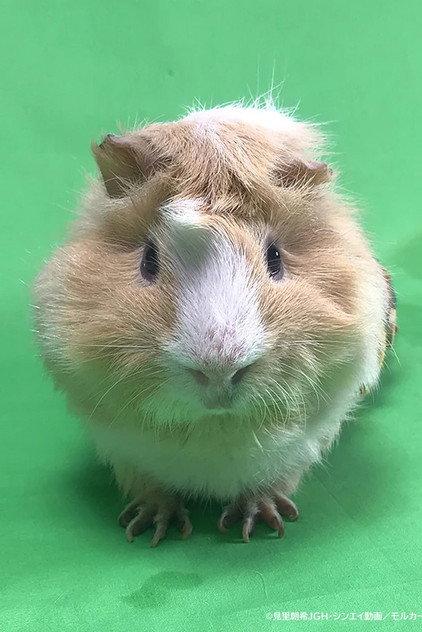 Tsumugi - Actor Profile Photo