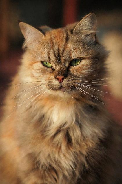 Alu - Actor Profile Photo