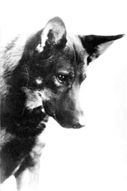 Rin-Tin-Tin - Actor Profile Photo