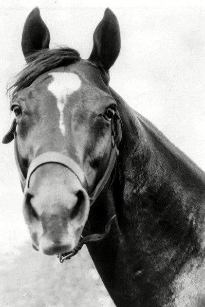 Man o' War - Actor Profile Photo