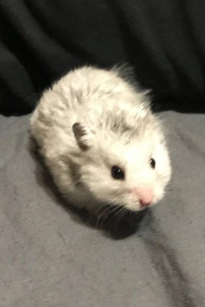 Sirius the Grey - Actor Profile Photo