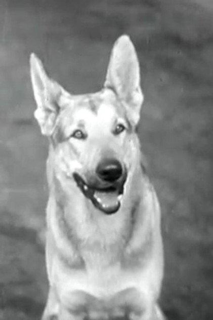 Tarzan - Actor Profile Photo