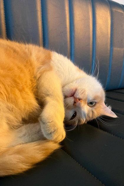 Osman The Cat - Actor Profile Photo