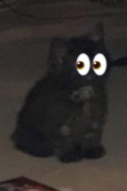 Sooty - Actor Profile Photo
