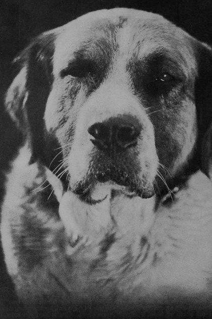 Buck - Actor Profile Photo