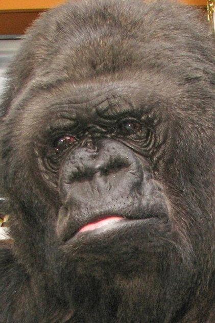 Koko - Actor Profile Photo